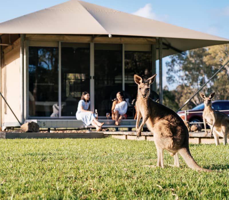 Local eastern grey kangaroos graze on the lawns in front of the luxury glamping tents at Habitat Noosa Everglades Eco Camp.