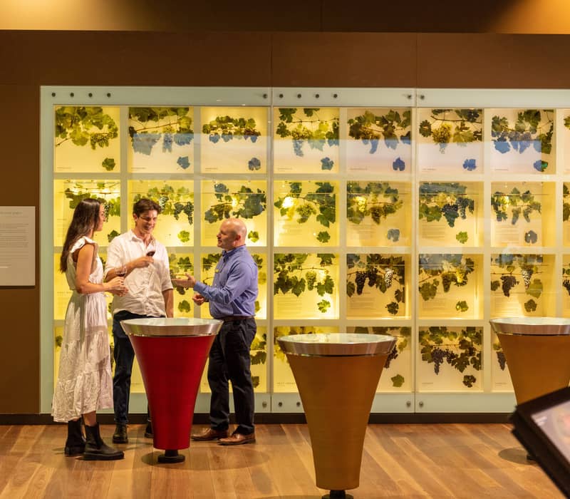 A couple talks with a host in front of a wall of preserved grapevine specimens at the National Wine Centre.