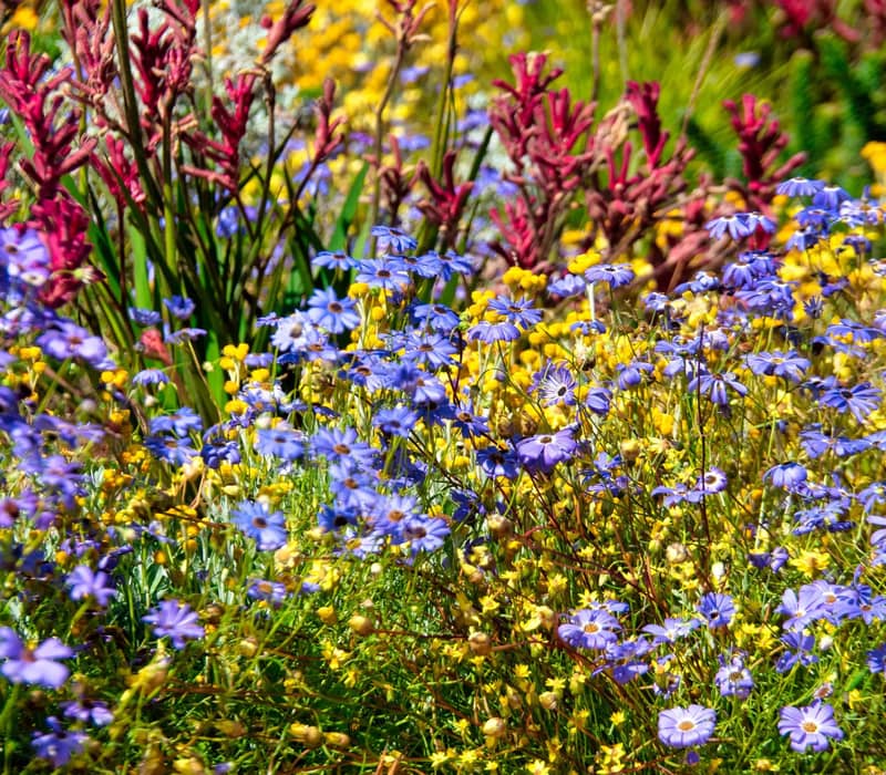 Colorful wildflowers at Kings Park in Perth, Australia.