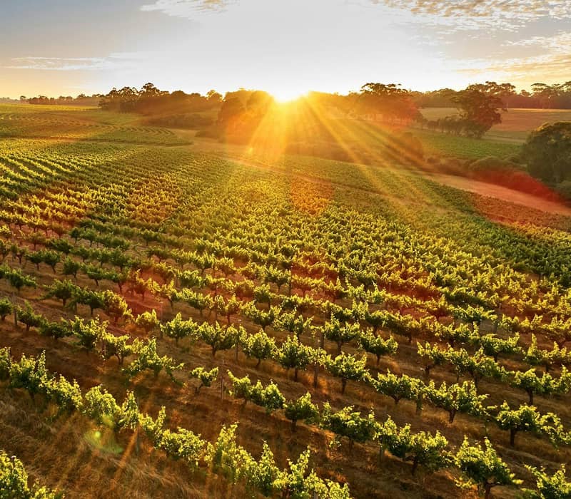 Vineyard with rows of grapevines illuminated by bright golden sunset light.
