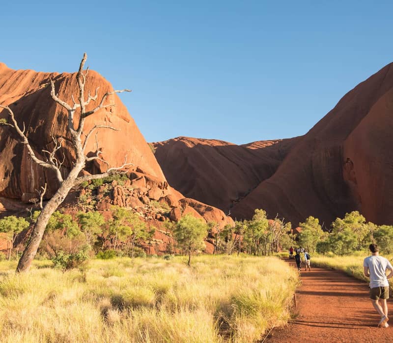 A wide red dirt path leads toward the towering orange sandstone walls of Uluru under a clear blue sky, with travelers walking in the distance and a sun-bleached tree in the foreground.