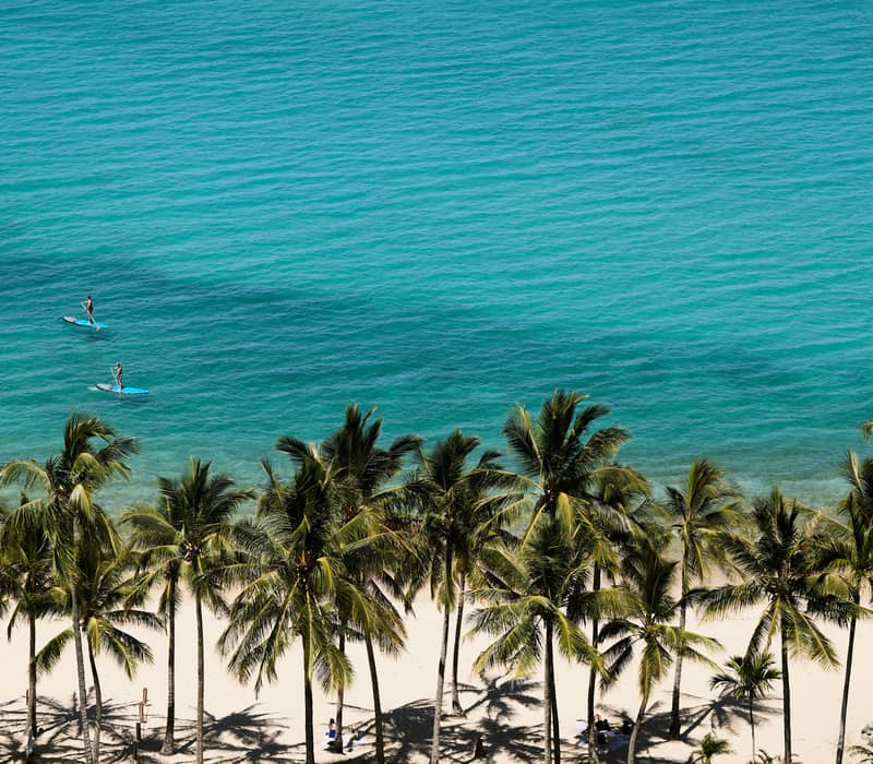 Top-down view of turquoise ocean water, white sand, and a row of tall palm trees with paddleboarders in the distance.