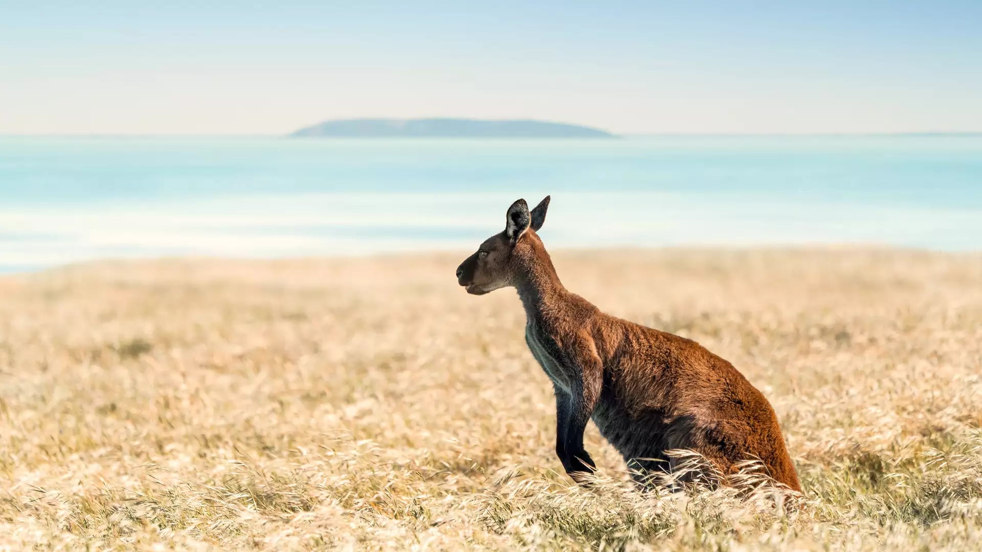 A kangaroo stands in profile in tall dry grass with a calm blue ocean and distant island in the background.