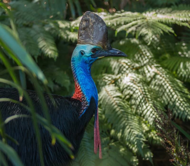 A large flightless Southern Cassowary bird with a blue neck and brown casque standing in a lush green rainforest.