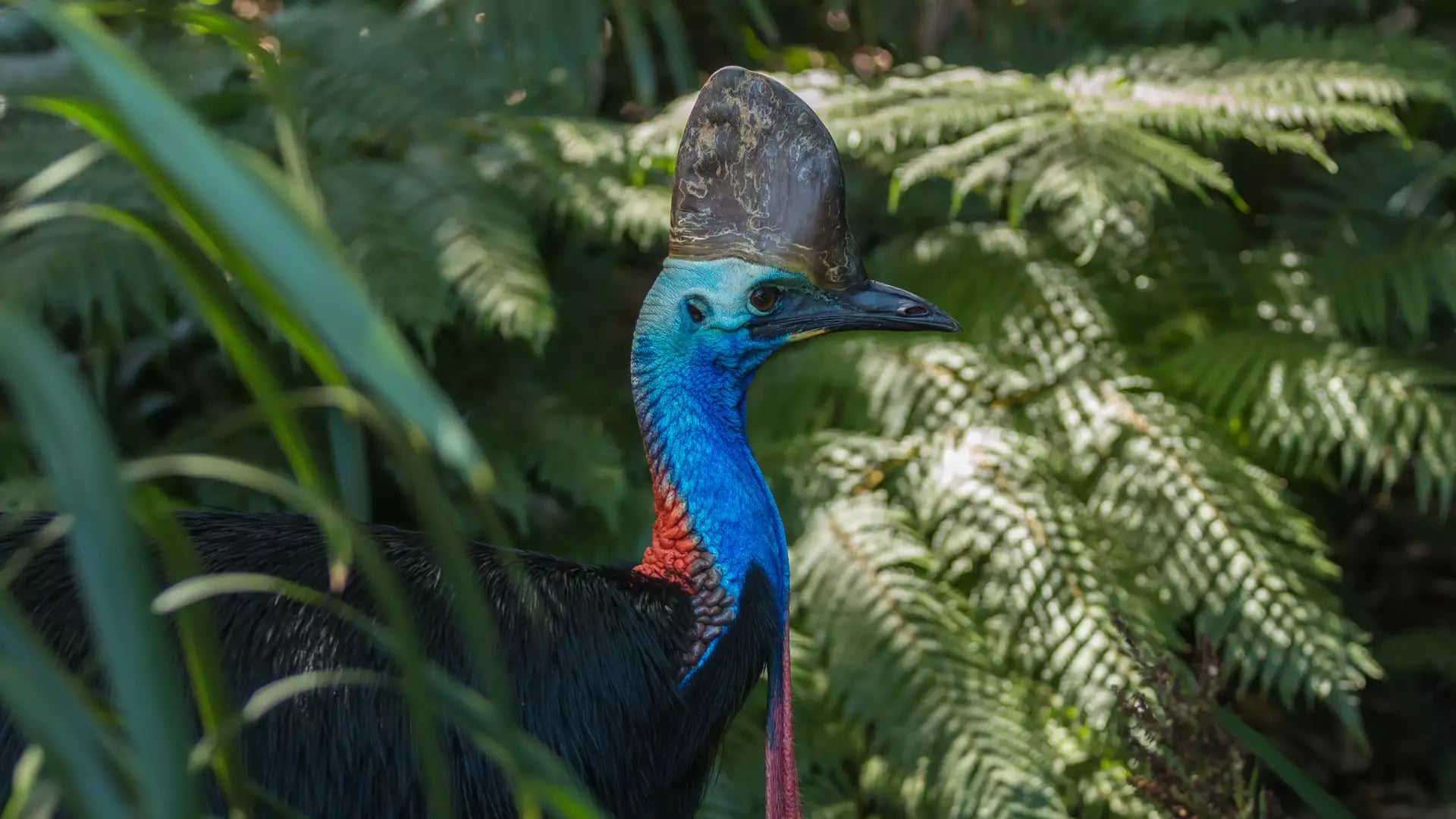 A large flightless Southern Cassowary bird with a blue neck and brown casque standing in a lush green rainforest.