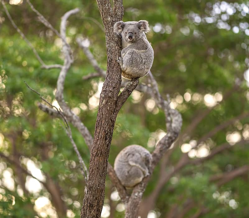 A vertical shot of two koalas in a tree with a soft blurred forest background.