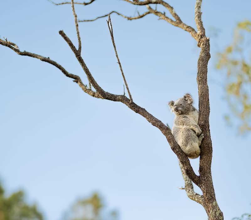 A fluffy koala sitting in a gum tree at Taronga Zoo, Sydney.