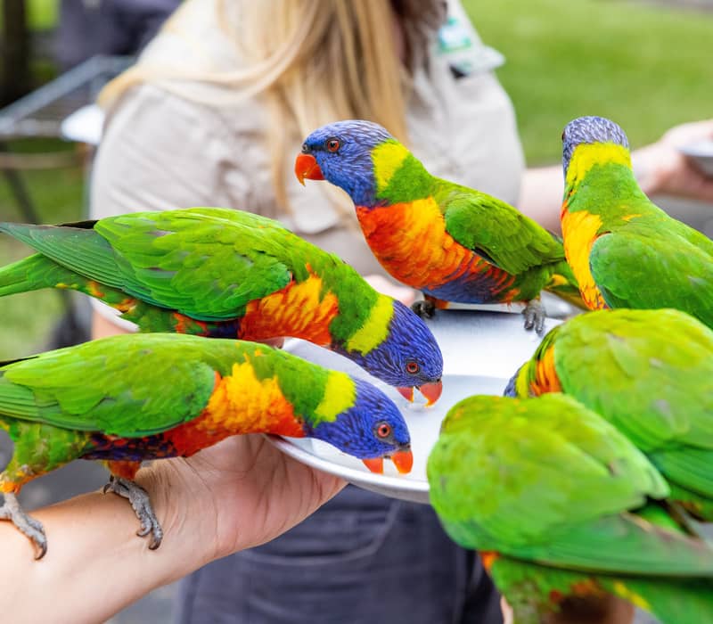 Colourful Rainbow Lorikeet parrots feeding from a plate held by a visitor in Queensland.