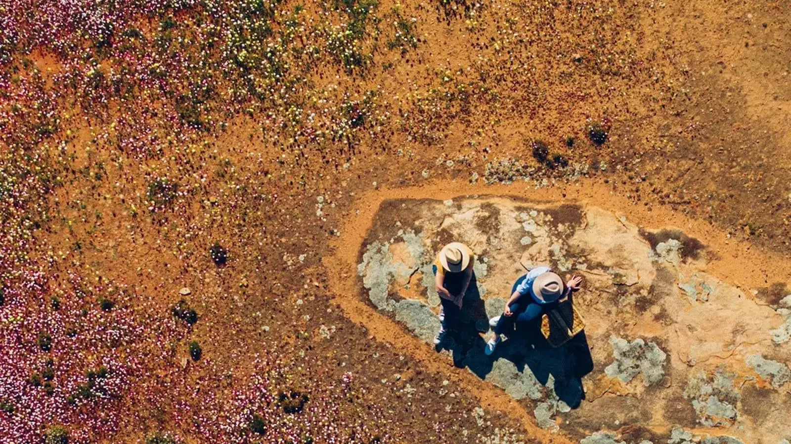High-angle aerial view of two people sitting on a rock surrounded by a dense field of blooming pink and white wildflowers.