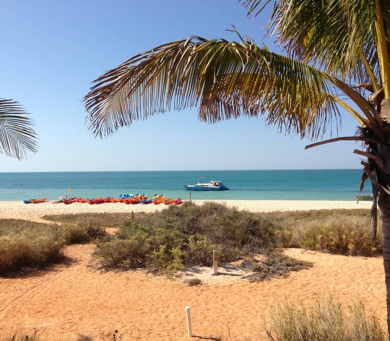 A horizontal shot framed by a palm tree in the foreground, showing a line of bright orange and yellow kayaks on a white sand beach bordering a turquoise ocean.