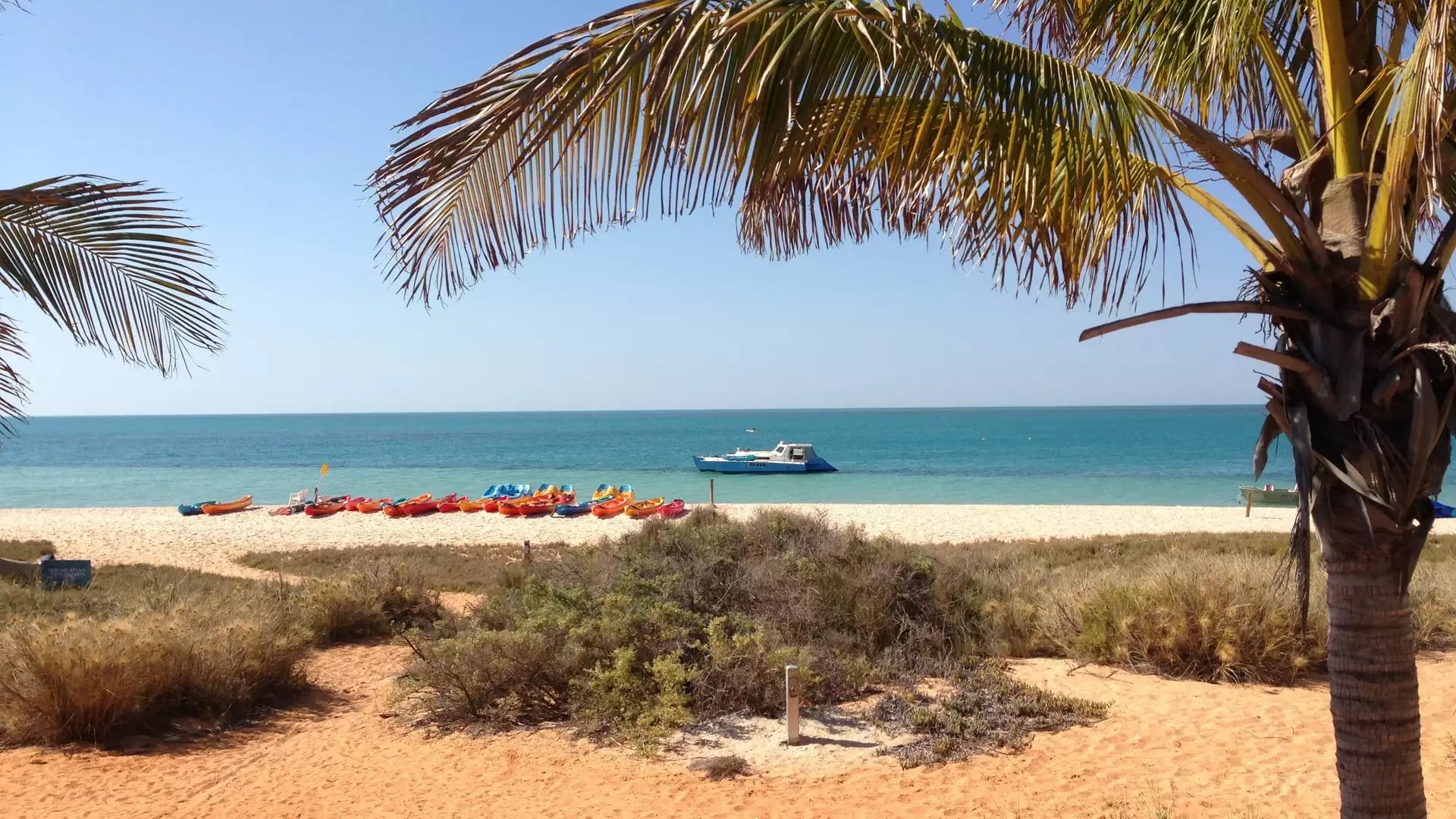A horizontal shot framed by a palm tree in the foreground, showing a line of bright orange and yellow kayaks on a white sand beach bordering a turquoise ocean.