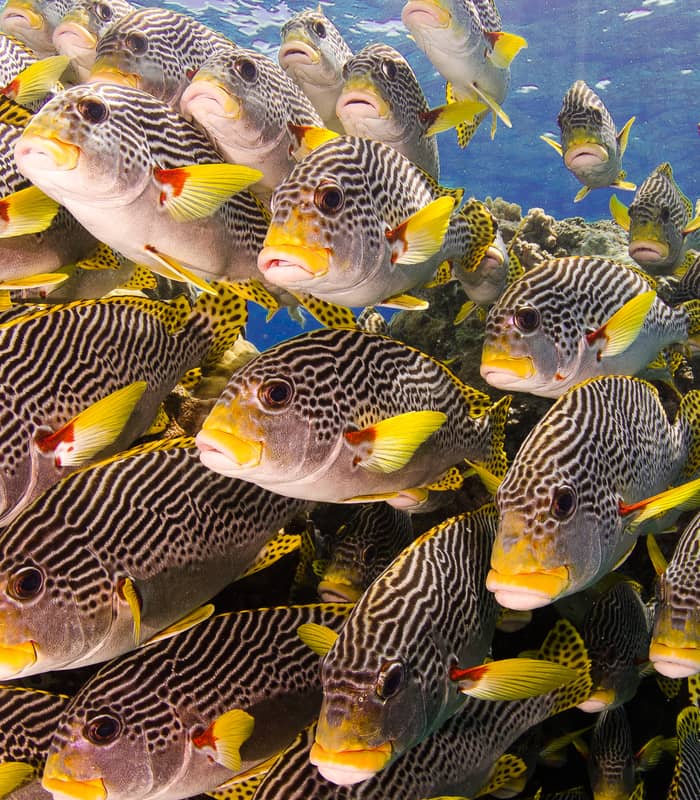 great barrier reef fish_265177598.jpg