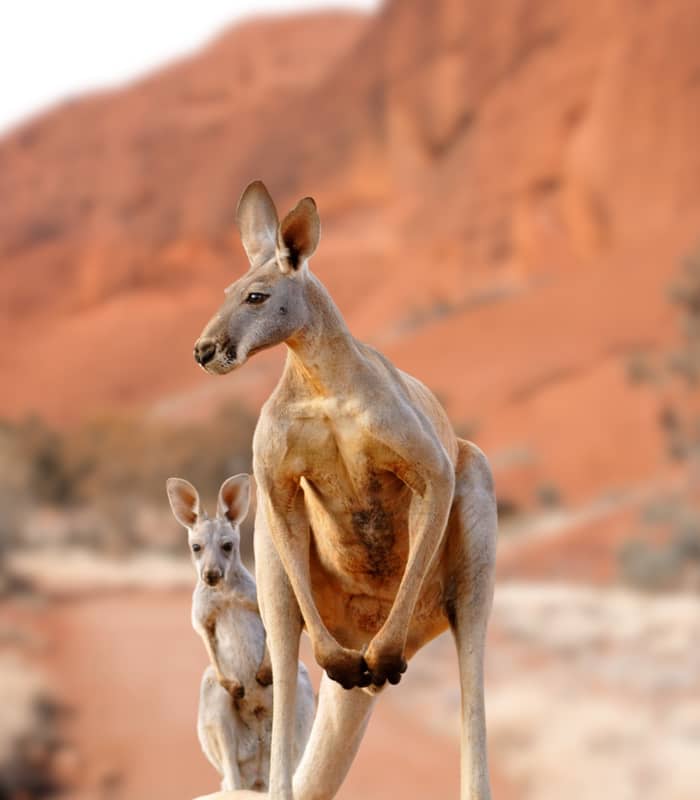 Kangaroo jumping, Western Australia Kangaroo, Kangaroo standing up in grasslands in the Australian Outback_shutterstock_2396866385.jpg