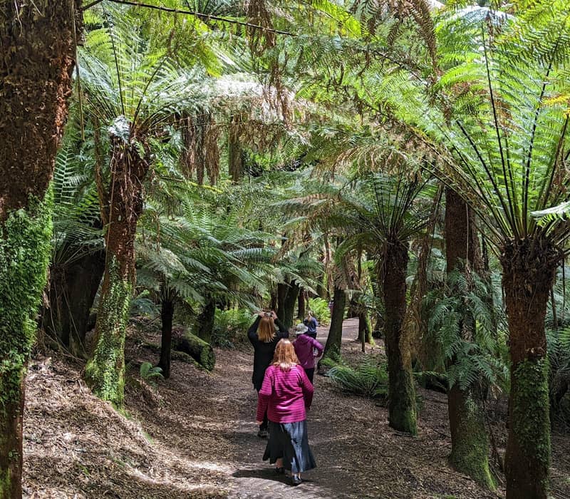 A guided tour group walking through a lush forest of tall green tree ferns in the Tasmanian Tarkine.