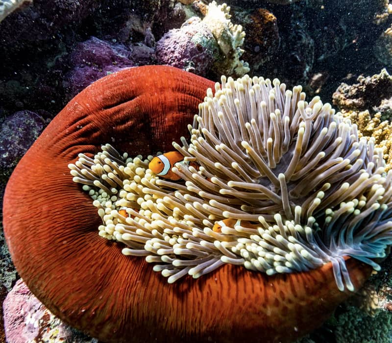 Multiple orange clownfish swimming inside the tentacles of a large red sea anemone on a coral reef.