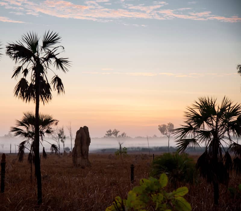 Silhouetted palm trees and a massive Cathedral Termite mound stand in a misty field during a soft pink and orange sunrise in Litchfield National Park.