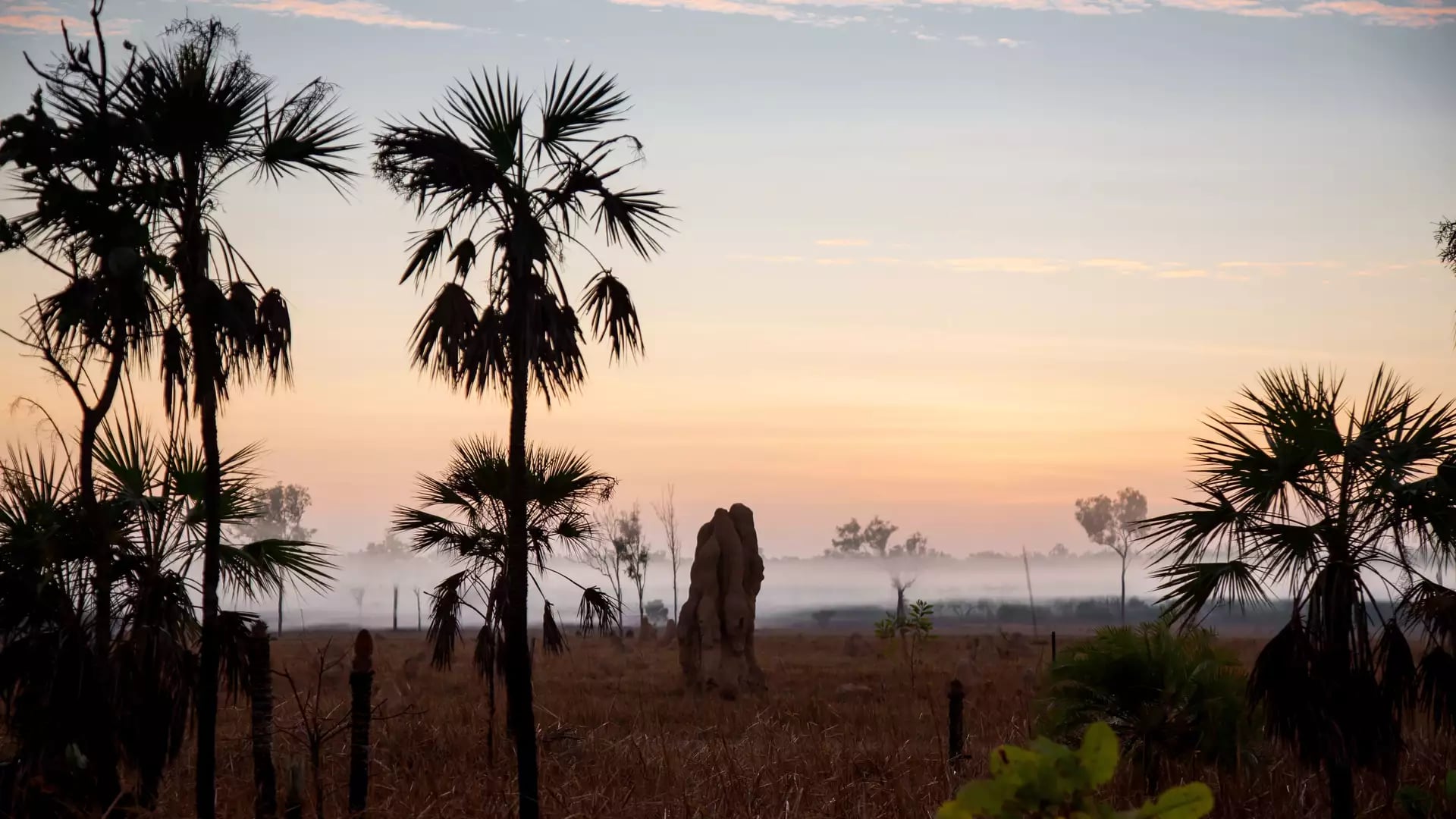 Silhouetted palm trees and a massive Cathedral Termite mound stand in a misty field during a soft pink and orange sunrise in Litchfield National Park.