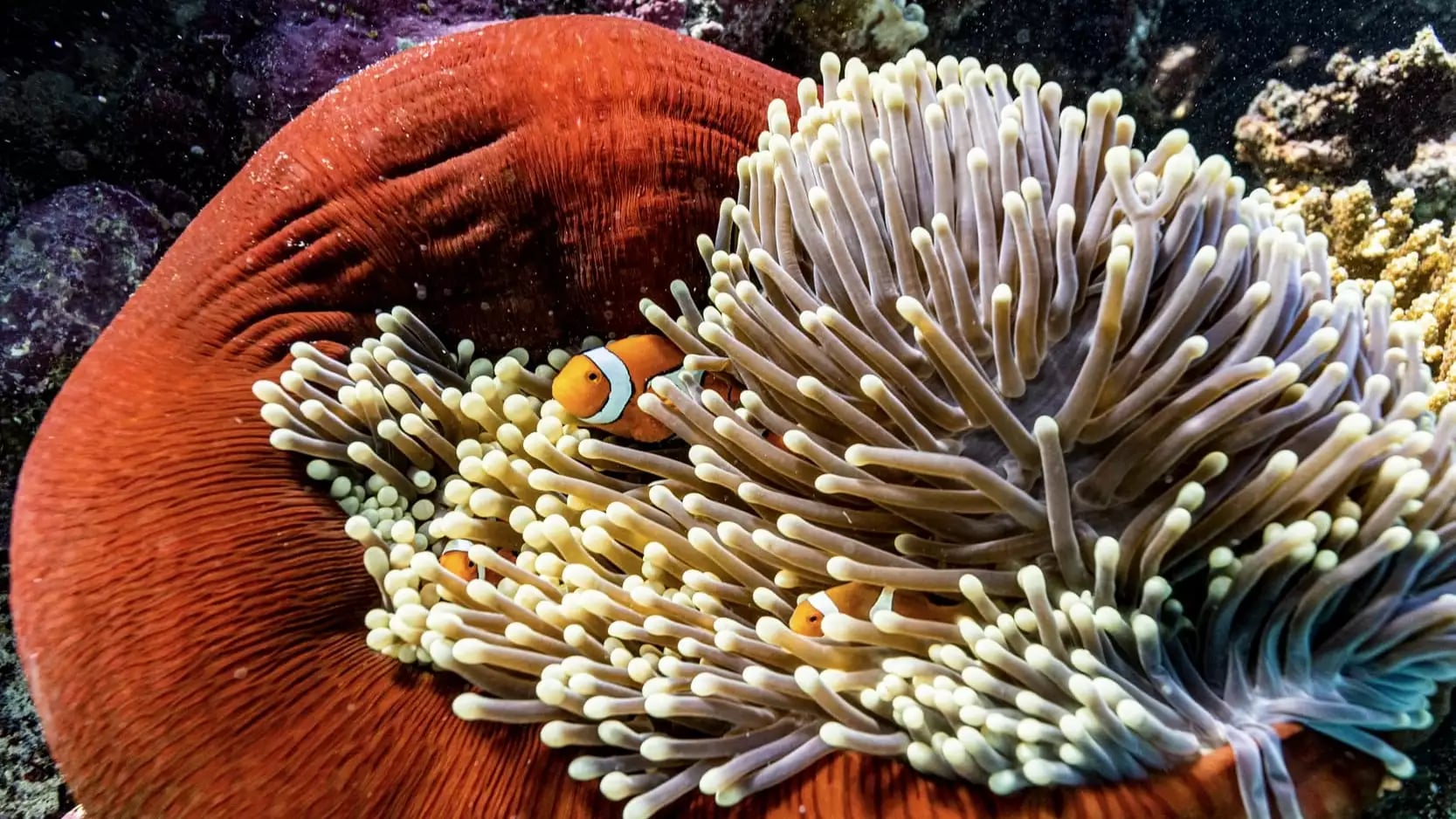 Multiple orange clownfish swimming inside the tentacles of a large red sea anemone on a coral reef.