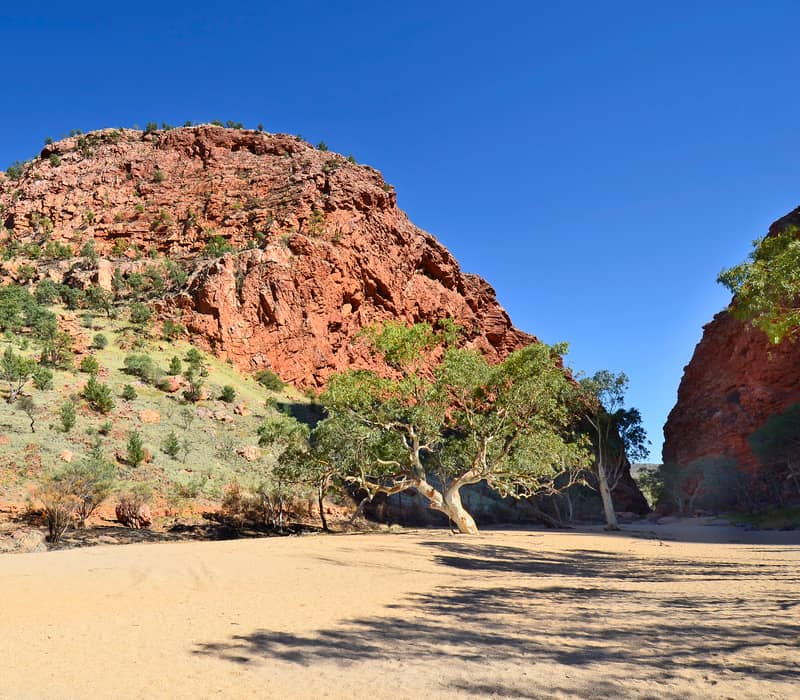 A large white-barked eucalyptus tree in a sandy riverbed leading to a mountain gap under a clear blue sky.