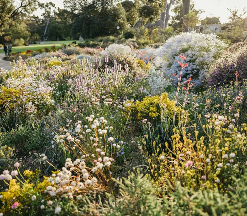 Colorful flower bed with diverse wildflowers and plants under sunlight in a botanical park setting.