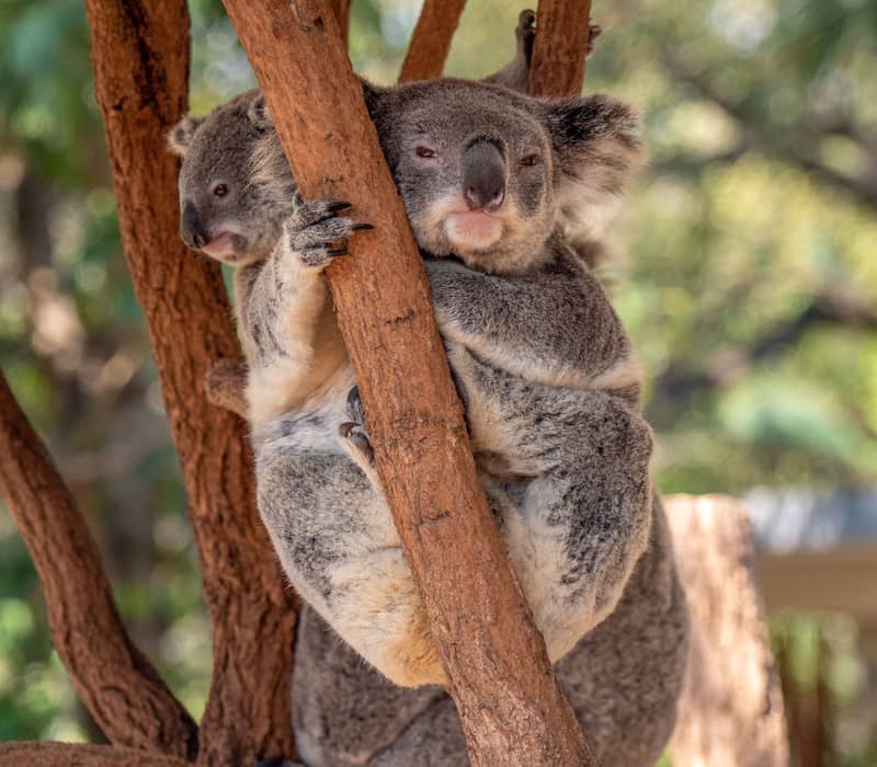 Close up of a fluffy grey koala clinging to a tree branch at Lone Pine Koala Sanctuary.