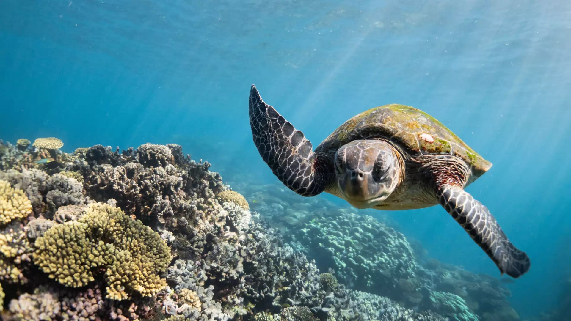 A sea turtle swims through clear blue water over a coral reef with sunbeams filtering from the surface.