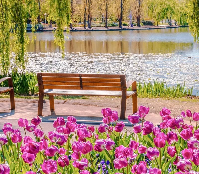 A wooden park bench positioned behind a bed of bright pink tulips with a sunlit lake and weeping willow trees in the background.