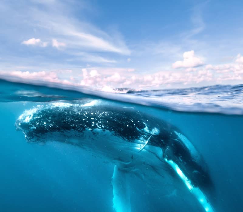 A rare split-shot view of a Humpback Whale gliding through the clear waters of Hervey Bay during the annual winter migration.
