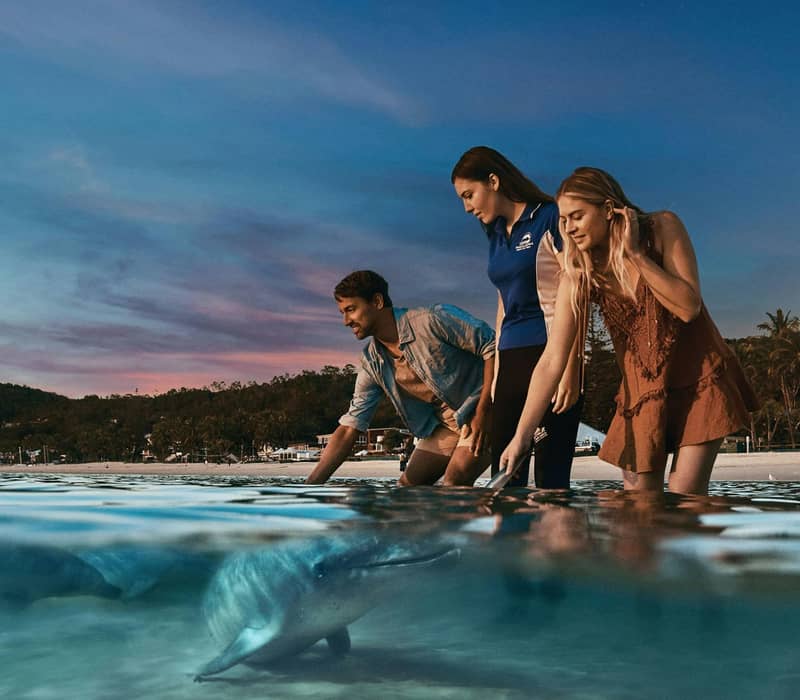 Three people interacting with a dolphin in shallow water near a beach at sunset.