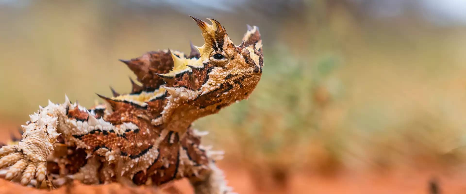 A small, spiked Thorny Devil lizard with yellow and brown markings walks across vibrant red desert sand.
