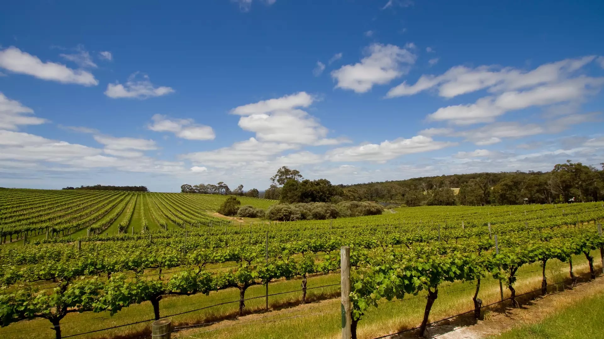 Wide-angle view of a manicured vineyard with green vines stretching toward a distant forest in Western Australia.