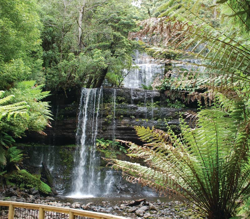 A multi-level waterfall flowing over dark rock ledges surrounded by dense green ferns and rainforest trees in Tasmania.