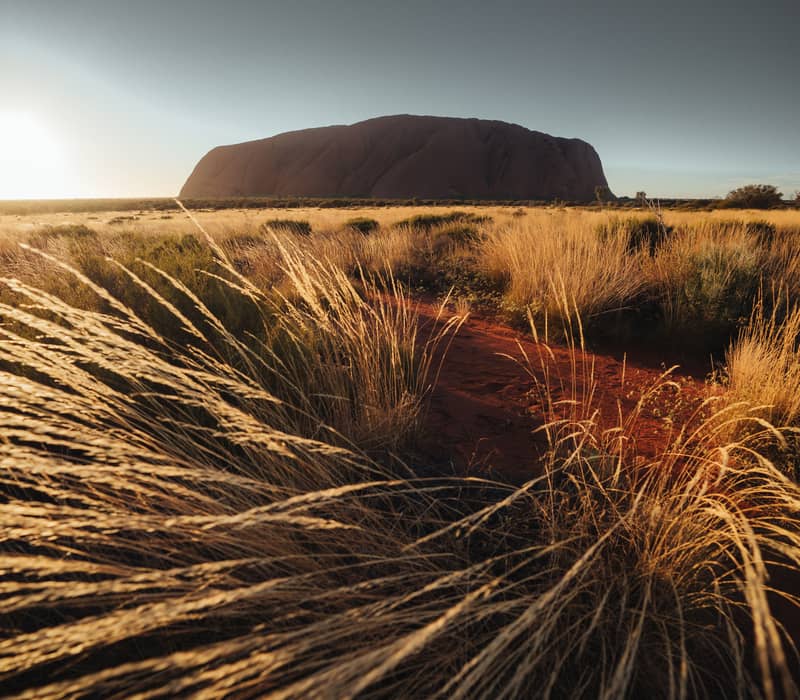 The setting sun illuminates the wispy tips of tall spinifex grass in the foreground, leading the eye toward the iconic red monolith of Uluru.
