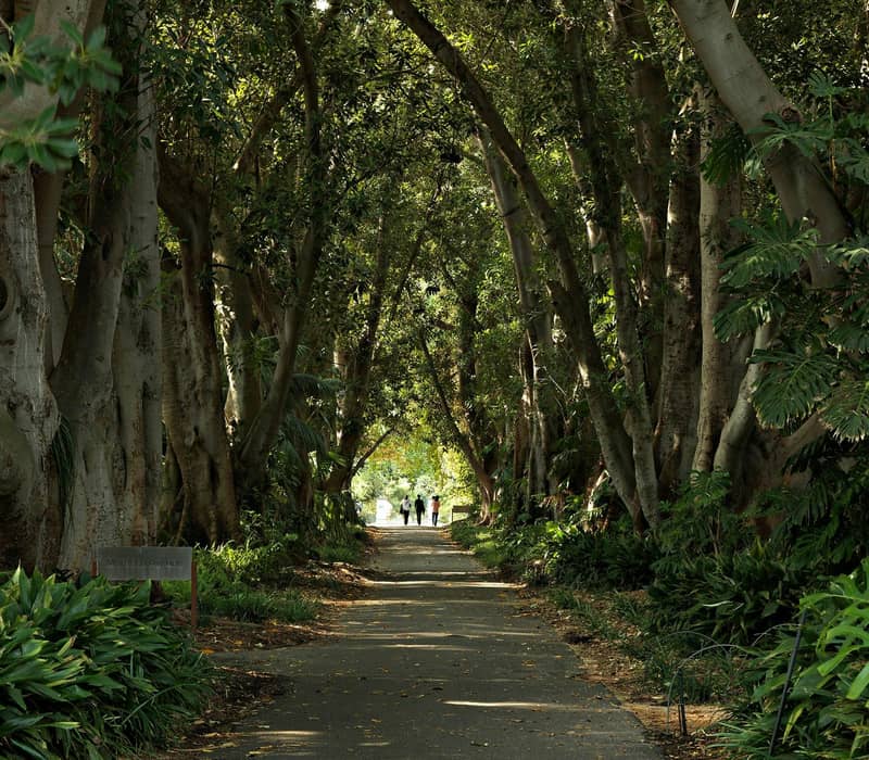 Tree-lined path with people walking in shade at Adelaide Botanic Garden's Murdoch Avenue.