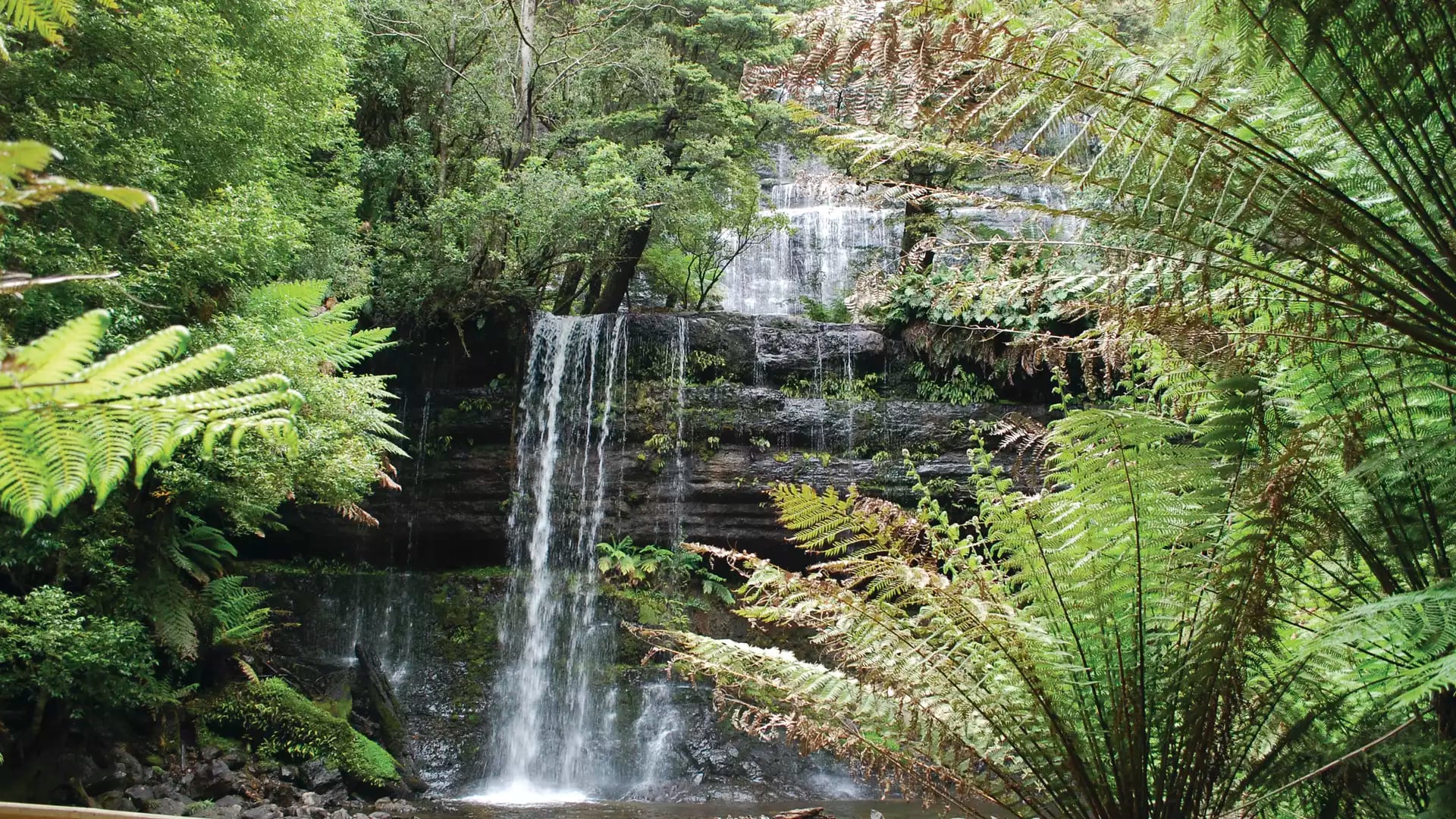 A multi-level waterfall flowing over dark rock ledges surrounded by dense green ferns and rainforest trees in Tasmania.
