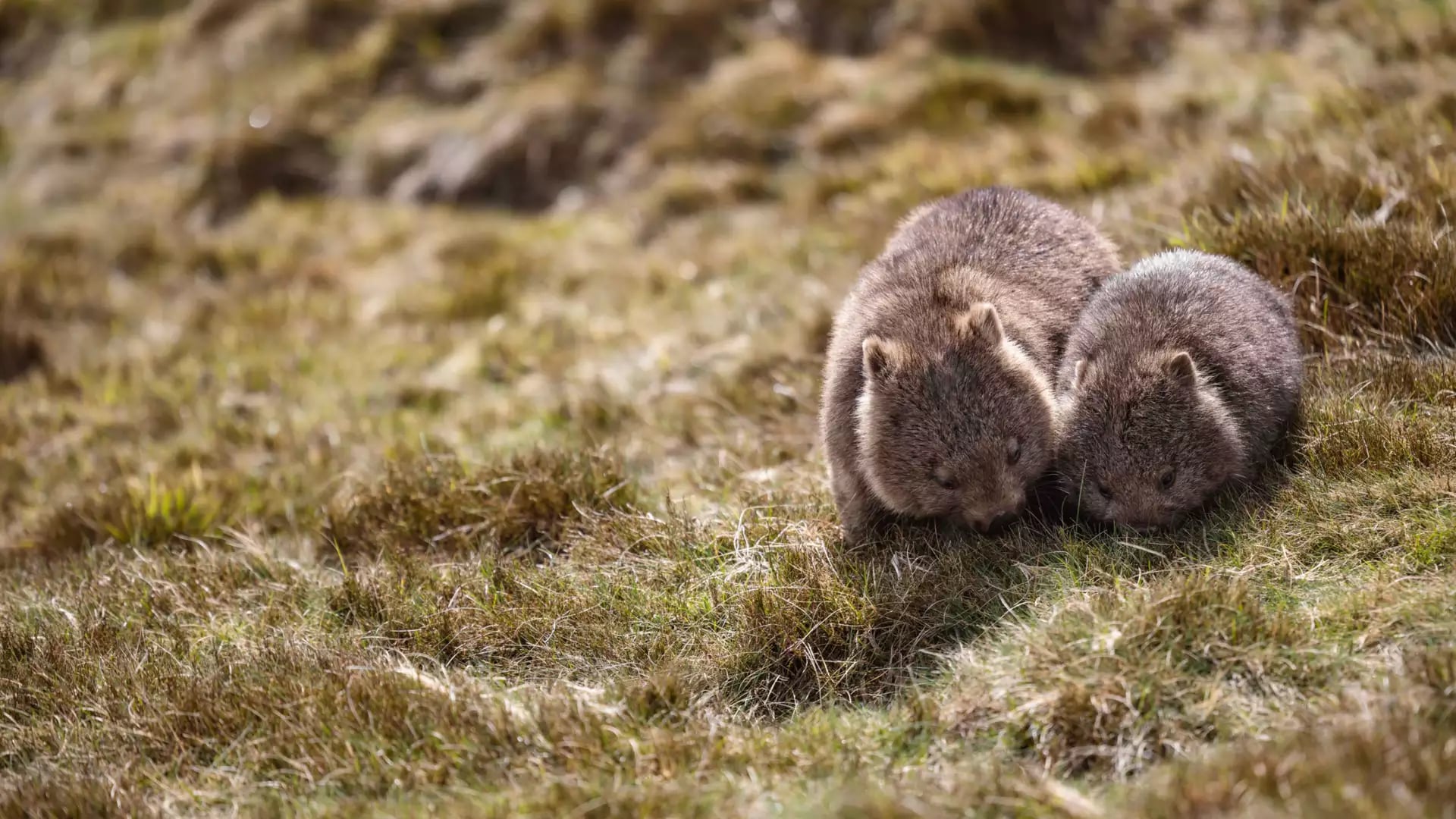 Two wild wombats grazing on grass in the Tasmanian highlands.