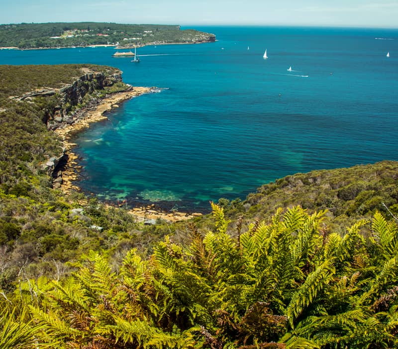 Lush green ferns in the foreground overlooking a rocky coastline and vibrant blue ocean with sailboats in the distance.