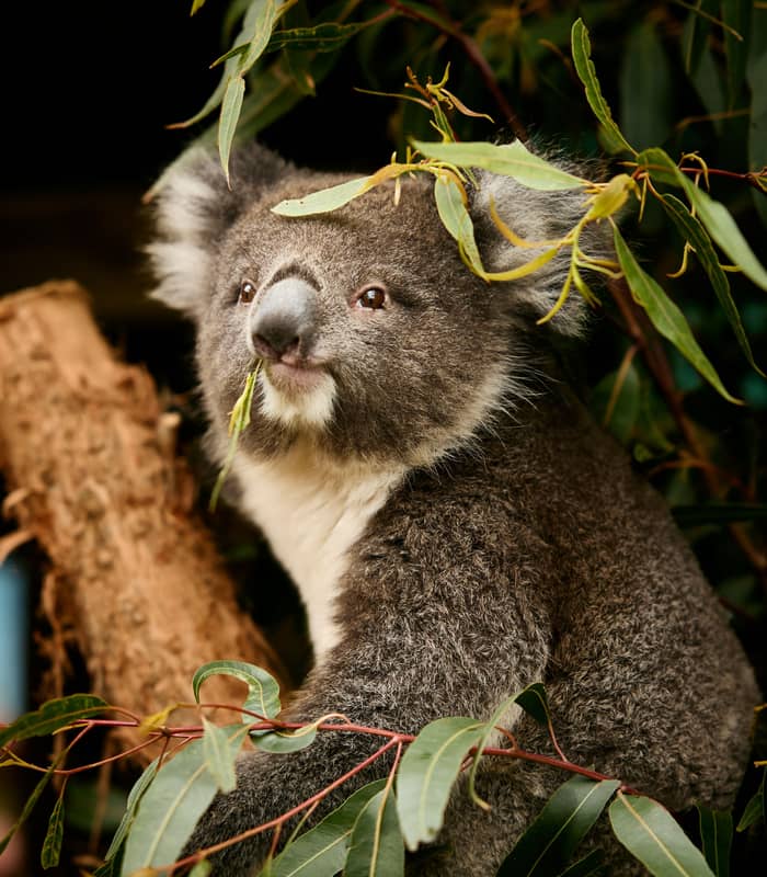 Close-up of a koala sitting in a gum tree eating green leaves.