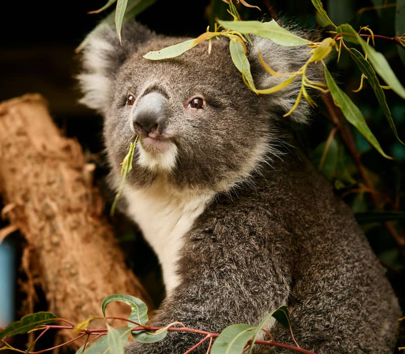 Close-up of a koala sitting in a gum tree eating green leaves.