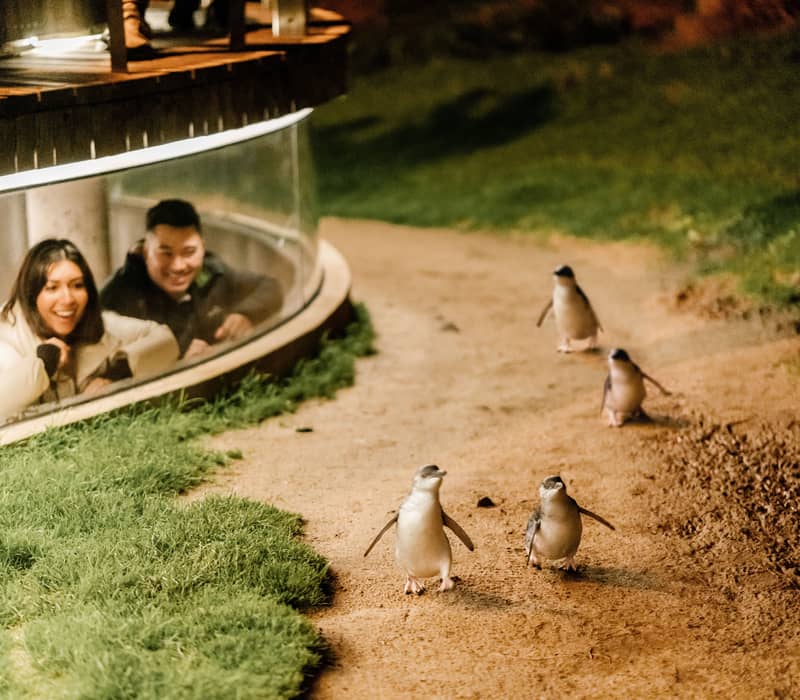 Tourists behind a glass window watching Little Penguins walking on a sandy path at night.