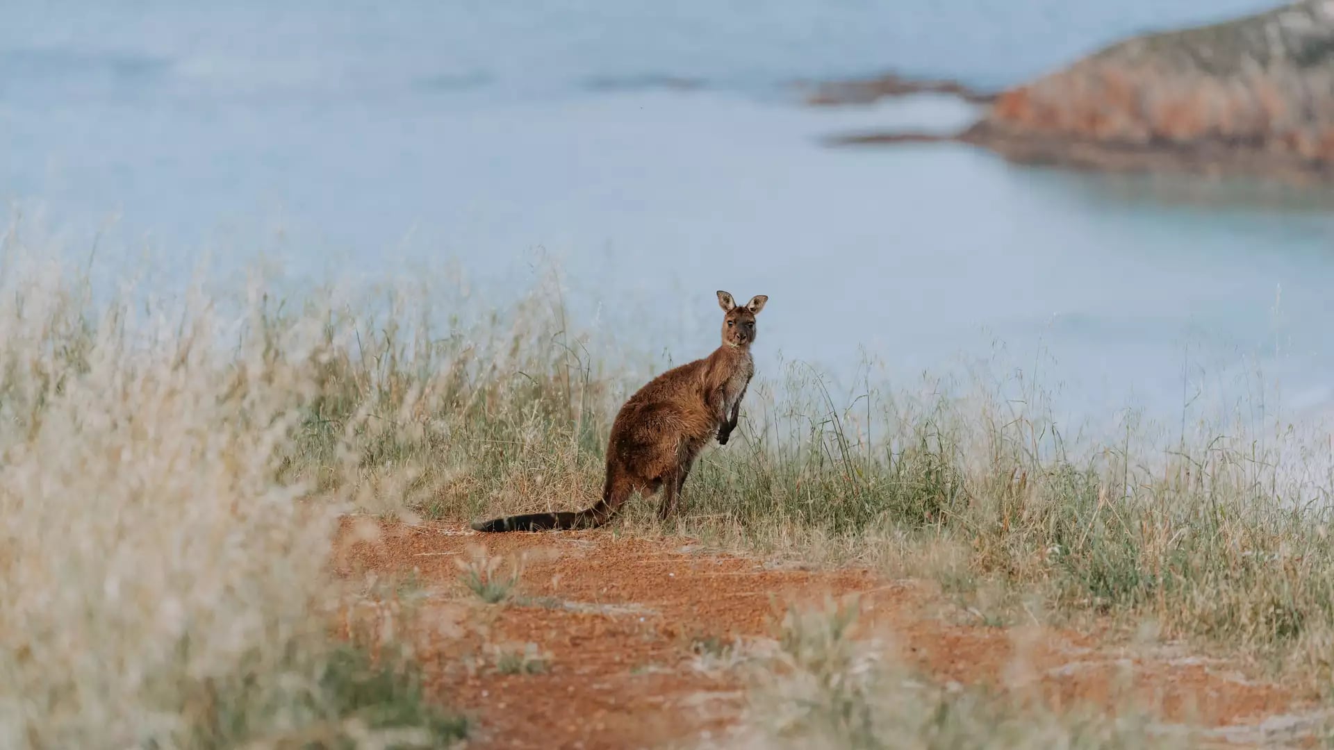 A kangaroo standing in tall dry grass on a red dirt path with the ocean in the background.