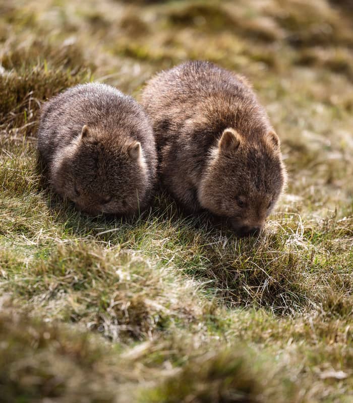 Tasmania-tourism-Tasmania-North-west-wildlife-wombat-dec-2025