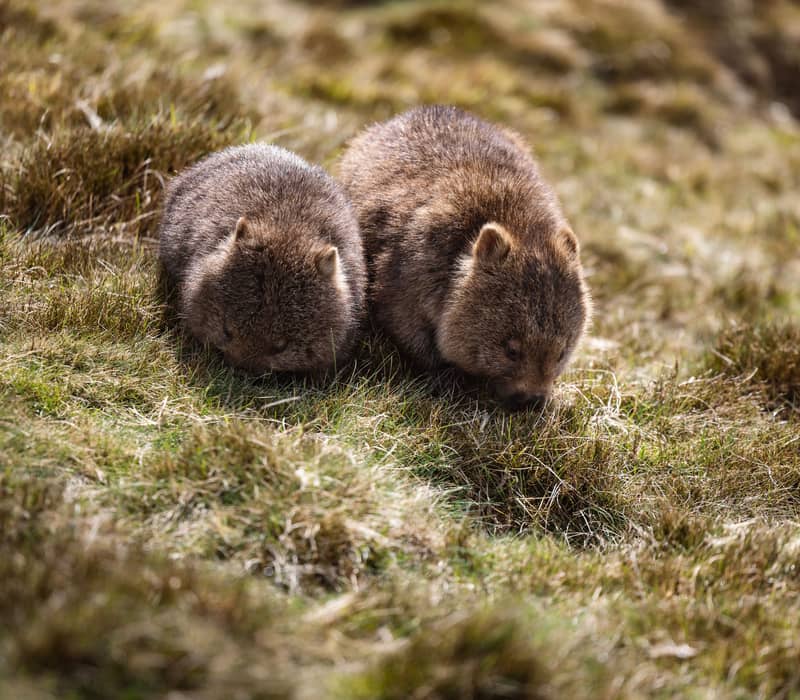 Tasmania-tourism-Tasmania-North-west-wildlife-wombat-dec-2025