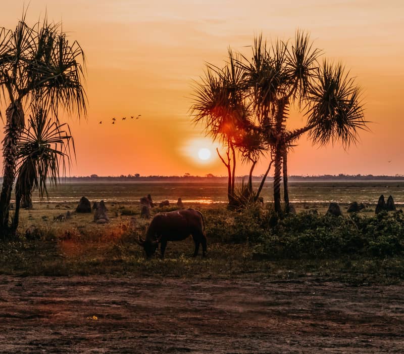 A lone buffalo is silhouetted against a bright setting sun on a flat wetland plain dotted with tall palms and pointed termite mounds in Kakadu.