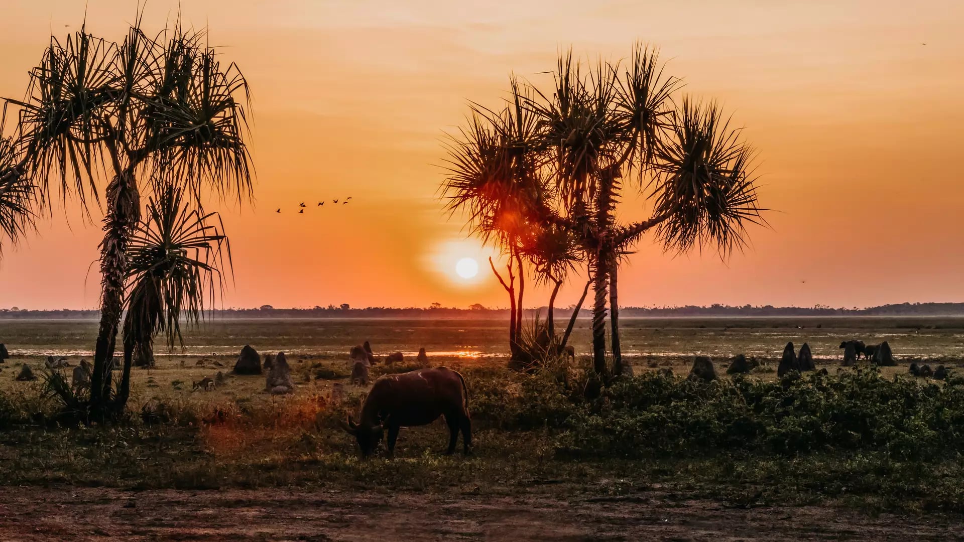 A lone buffalo is silhouetted against a bright setting sun on a flat wetland plain dotted with tall palms and pointed termite mounds in Kakadu.