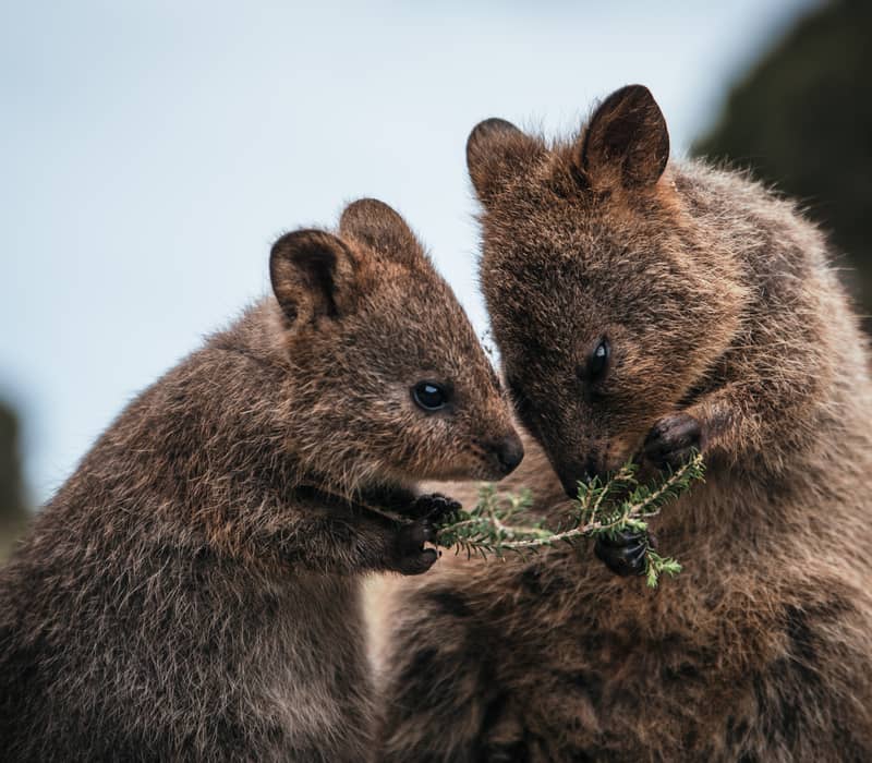 Iconic Australian Wildlife and Nature Tour