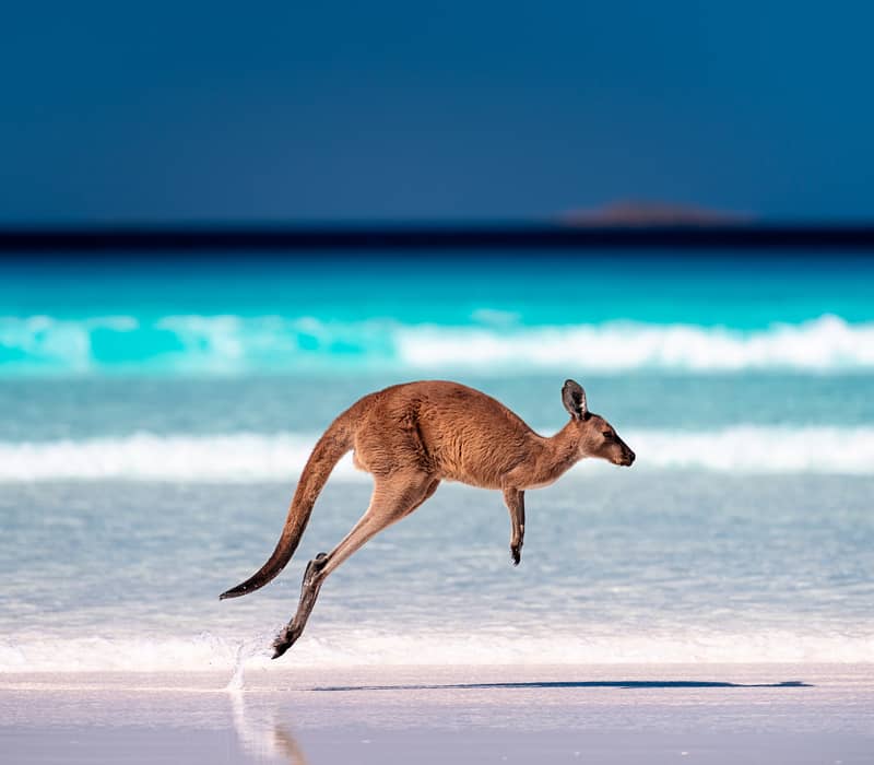 Intrepid Travel: Kangaroo Island Adventure