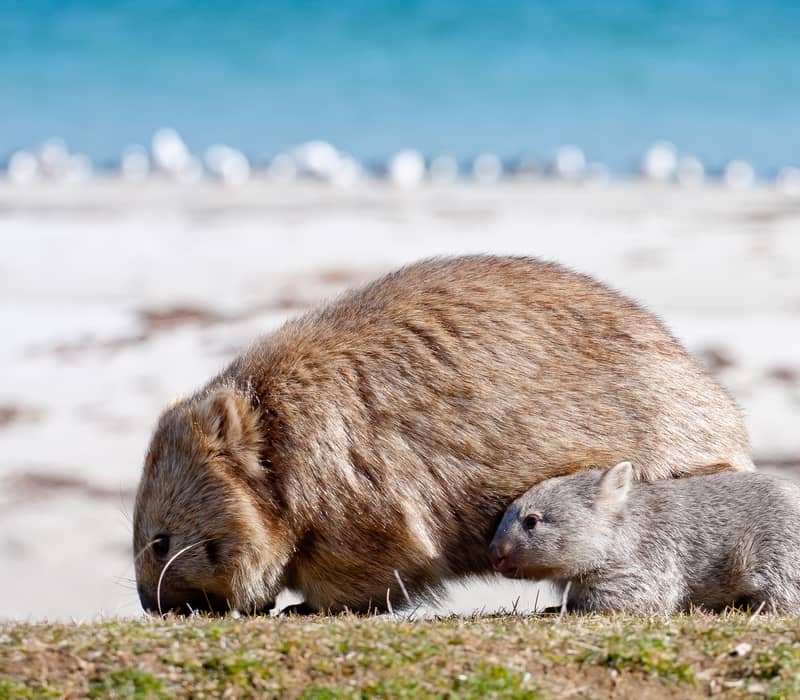 A large fluffy wombat and a small joey foraging on green grass near a beach in Tasmania.