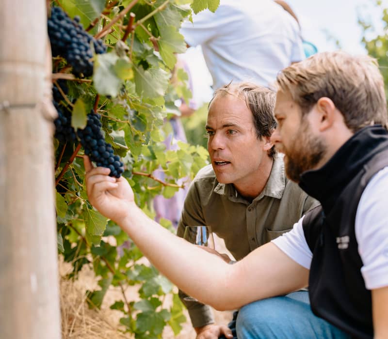 Two men inspecting a bunch of dark grapes on a vine during a McLeod wine tour in Western Australia.
