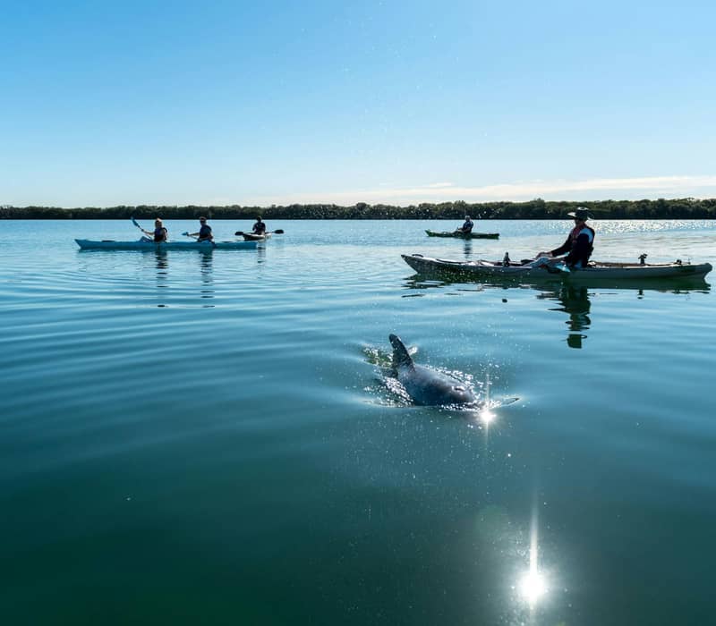 A group of people in kayaks watching a dolphin surface in the calm waters of the Adelaide Dolphin Sanctuary, South Australia.
